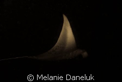 Phantom of the ocean.  Manta on night dive. by Melanie Daneluk 